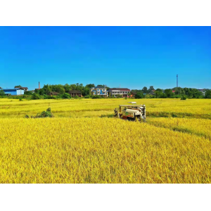 农丰祥大力发展双季稻、优质稻种植，确保农业增产、农民增收、企