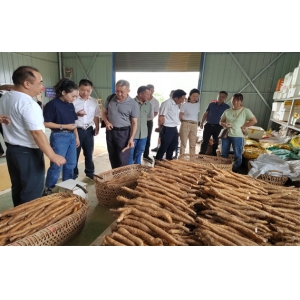 8月31日，省统计局农经队领导赴农丰祥调研青树坪淮山和农产品